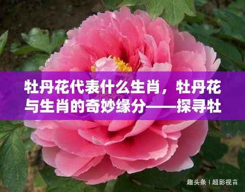 牡丹花与生肖的奇妙缘分,探寻牡丹花代表的生肖特质及特质解读