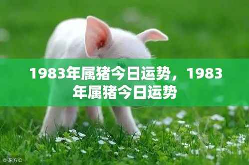 揭秘!1983年属猪人的今日运势概览