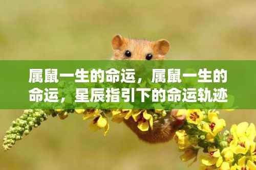 属鼠人的命运轨迹,星辰指引下的生命之旅