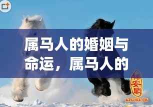 属马人的婚姻与命运，爱情与生活的双翼飞翔之旅