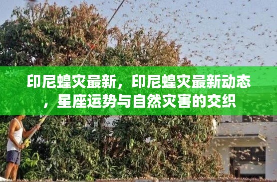 印尼蝗灾最新动态,星座运势与自然灾害的交织影响