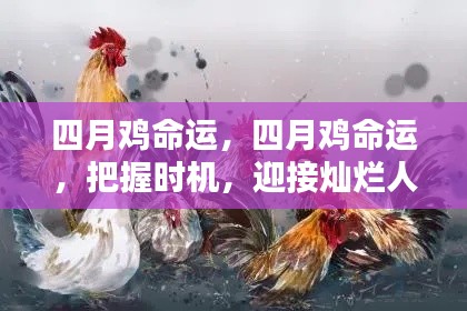 四月鸡命运,把握时机,铸就灿烂人生之旅