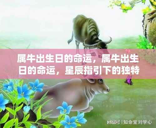 属牛出生日的命运解析,星辰指引下的独特人生轨迹探索