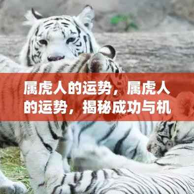 揭秘属虎人的成功与机遇密码,运势深度解析