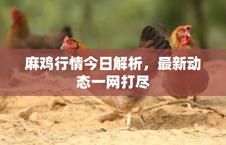 麻鸡行情今日解析,最新动态一网打尽