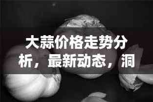 大蒜价格走势分析,最新动态,洞悉未来趋势(五月二十六日)