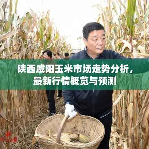 陕西咸阳玉米市场走势分析,最新行情概览与预测