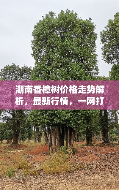 湖南香樟树价格走势解析，最新行情，一网打尽！